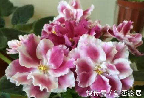 非洲堇|4种“开花机器”，四季开不停，养护省心颜值高，是阳台盆栽佳品