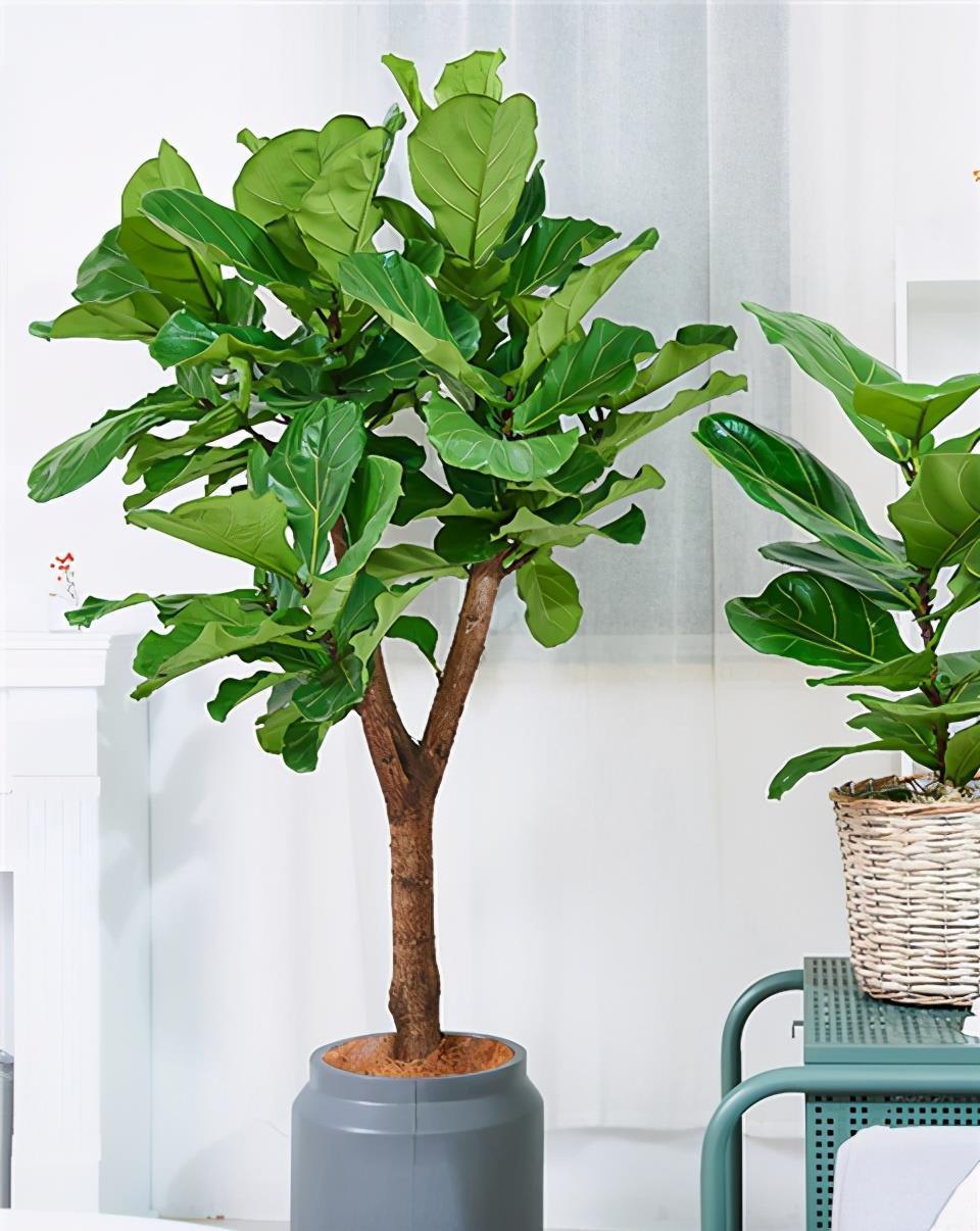 1种花,耐阴好打理,从春天开到秋天,光线不足也开花