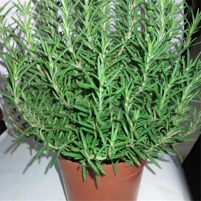 无论房子有多大,6种盆栽要有,天再冷冻不死,满屋子飘香