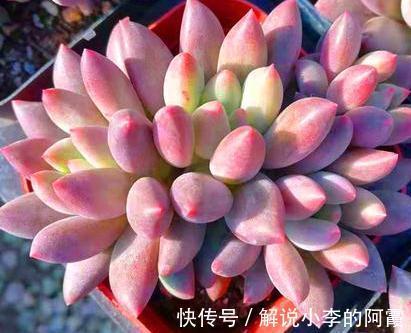 每日多肉植物分享,耐旱型红蜻蜓多肉植物,出状态超级美