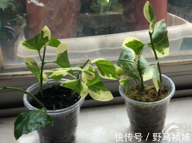 扦插三角梅,小花匠教你个“诀窍”,成活率超高,再也不怕不生根