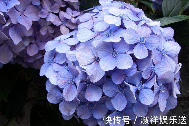 花苞|绣球花还没开就变黑了,你知道原因吗这几点你要知道