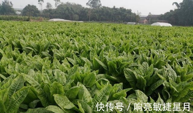 种植者|掌握莴笋种植技巧,选择适宜的环境,合理进行水肥管理!