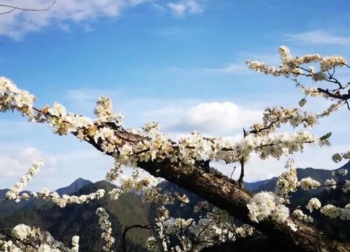 别赶着人潮去太子湾了，杭州还有一处“秘密后花园”，人少花更野！