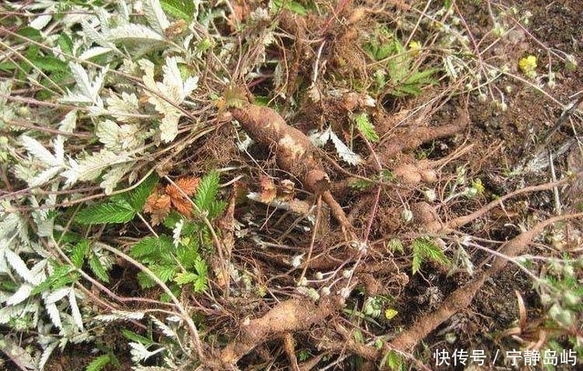 农村一种植物，地下藏着“大鸡腿”，生吃美味，还能治咳嗽！