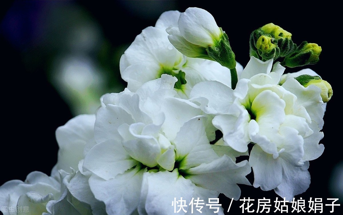 花友们|给花儿经常喂点这4种药水，花儿10年不烂根，新芽蹭蹭往上冒