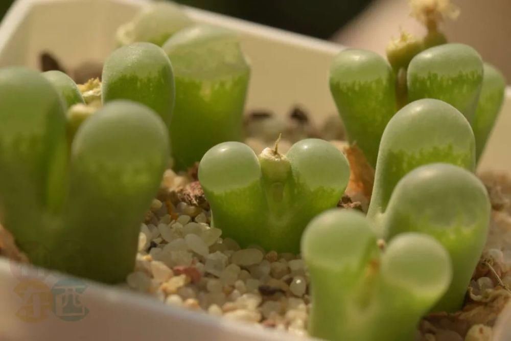  磁铁|磁铁风铃Conophytum Concordans