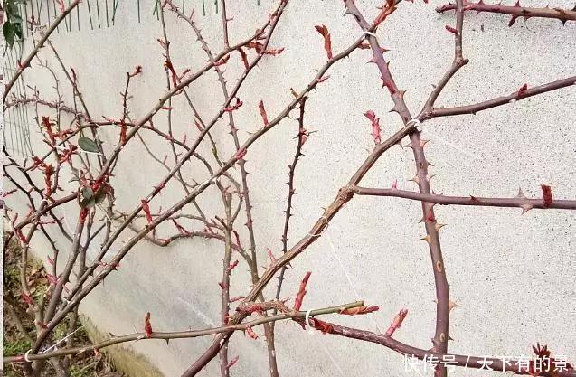 笋芽|月季花墙,小苗快速成型的“窍门”,一年满枝芽,爆出一墙花