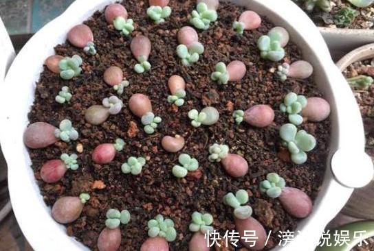 叶片|多肉叶插有“新招”,生根成活快,再也不化水,养出状态美美的
