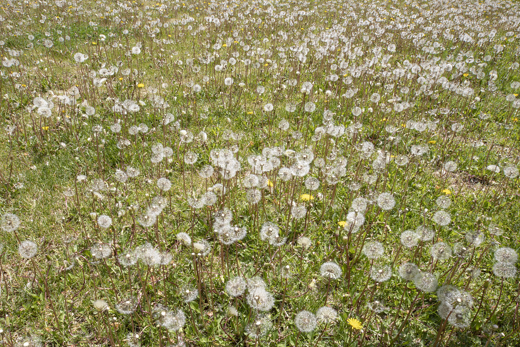 口臭|蒲公英和此物搭配在一起,仅需7天,肾变强了,口臭没了肝更干净