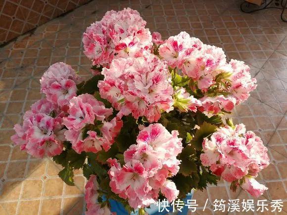 花球|5种花不用管,盆栽地栽都好养,自己就能长成大花球,花开还惊艳