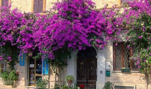 盆栽三角梅不开花，教你这“5招”花苞嗖嗖冒，一茬接一茬