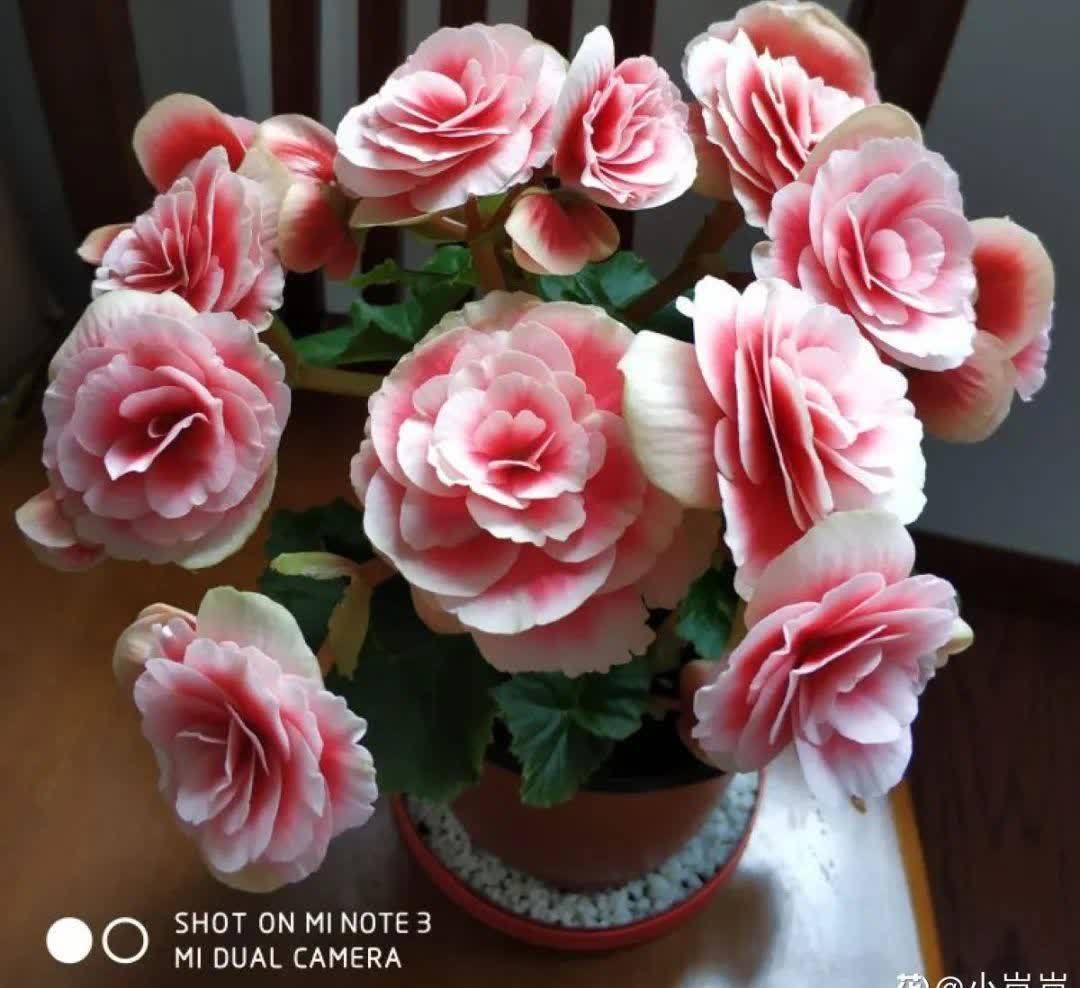 蝴蝶兰开花不是一次性,花后剪一剪,还能继续开花