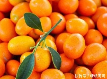 功效|金桔功效多,不过3种人尽量少吃对身体无益,快来了解一下吧