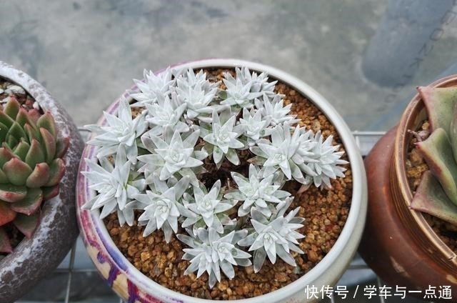 品种|数以万计的多肉,知道这四大类,你就是多肉词典!