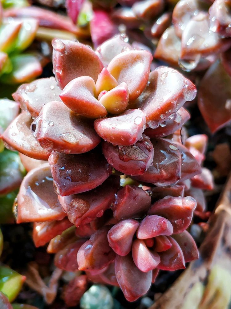 成长|与多肉一起走过的日子，见证多肉的成长过程！