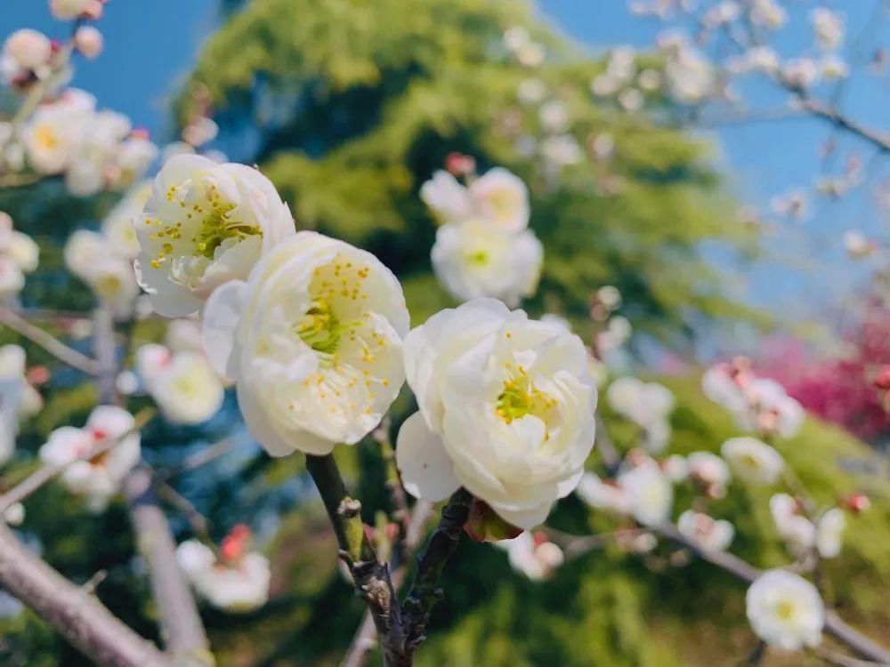 老年|春暖花开!阜城第一波春色来啦~