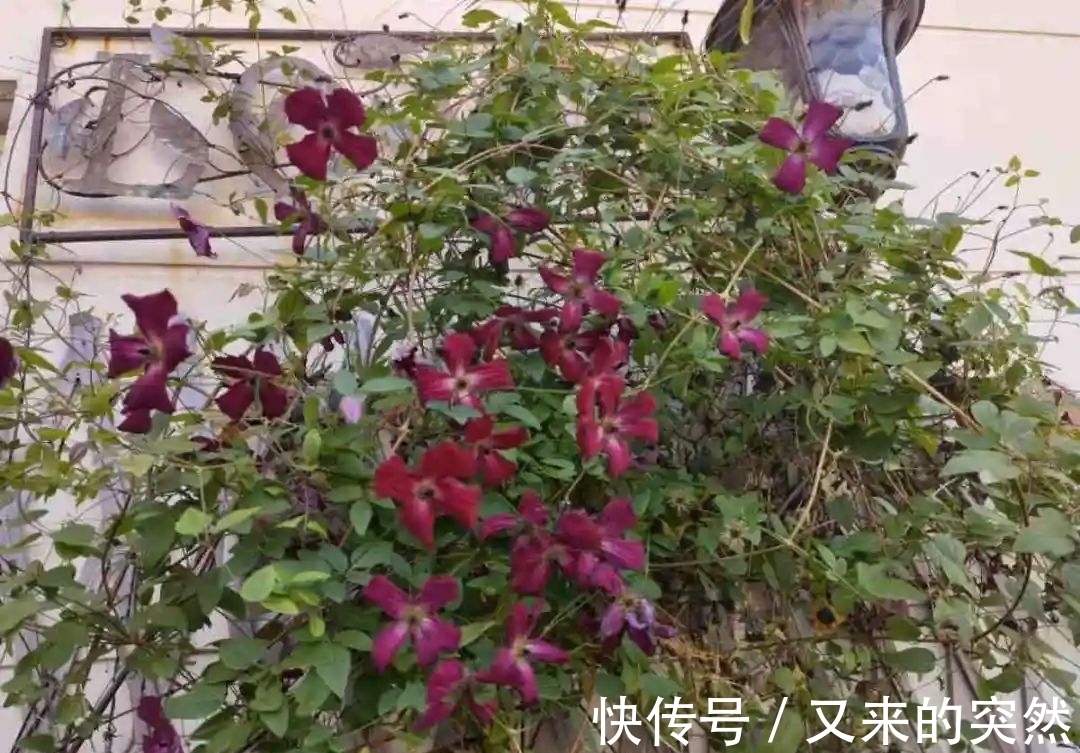 入冬修剪，这9种花，剪错不开花、杆子会枯死