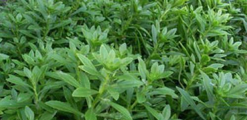 春季到了，女人多吃以下食物，營養(yǎng)豐富，滋補強身，早吃早好