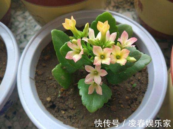 长寿花剪下来的枝条别浪费，教你插土里，一年不用买花了！