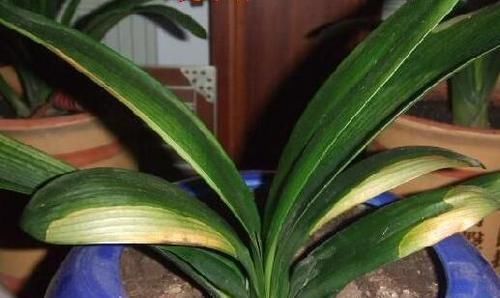 光照|君子兰叶子发黄的8大原因及处理方法