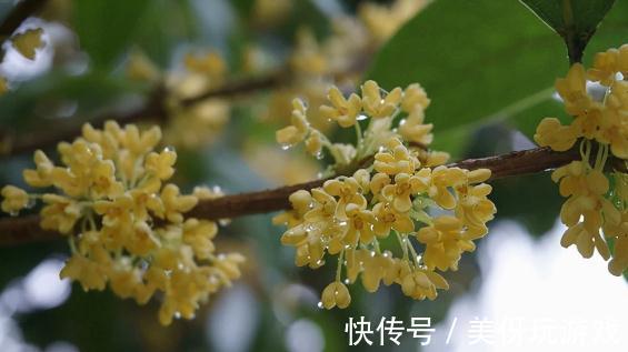 四季桂怎么养,四季开花的5个小秘诀都在这