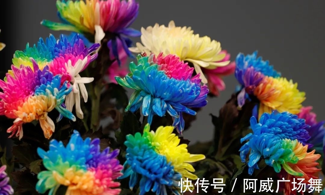 玄武门|玄武湖菊花会开幕，还能品百种咖啡