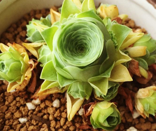 养多肉,就养这种“玫瑰花”,好养又好看,摆角落,也能花开不断