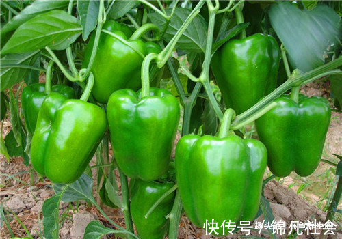 美白养颜|女性要美容,离不开4种食物,养护血管,清理垃圾,美白养颜