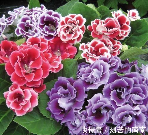 花卉|此花,特别喜阴,家里采光不好也能养,开花又大又鲜艳