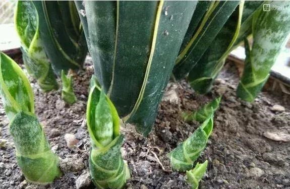 小芽|李大爷养虎皮兰,不喂“花肥”只喂“它”,养出8个“钢钻”芽!