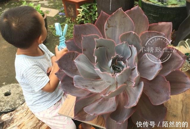 他用水缸养多肉，2年养出巨无霸晚霞，肉友纷纷表示头一次见！