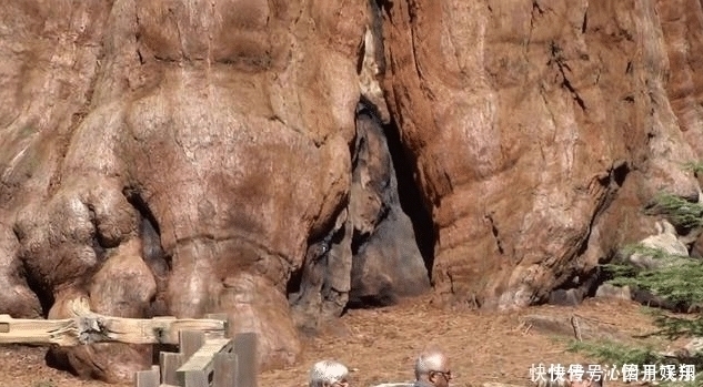 世界上最大的一棵树,总重量超过2800吨,树龄已经3500岁