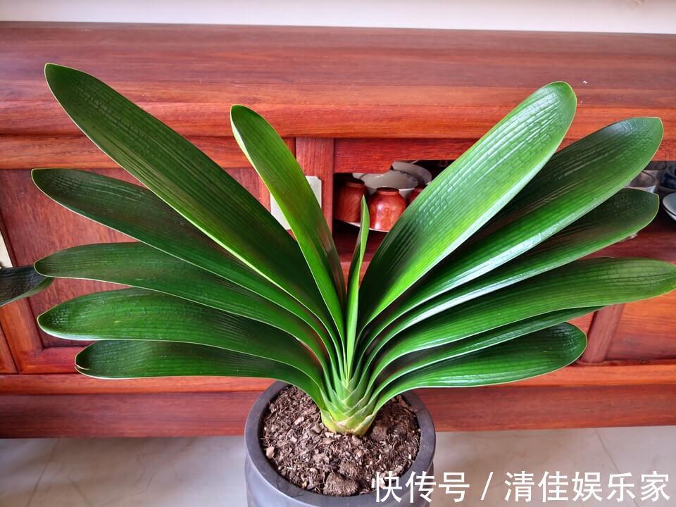 小黑飞|老花匠给的偏方，“蚊香灰”这么用，养花长得壮，也能驱虫子