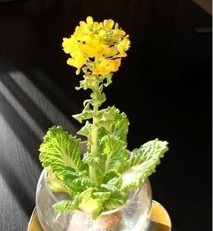 玻璃杯|5种蔬菜吃完根别扔,丢水里就疯长,7天养成花,比绿萝还要美