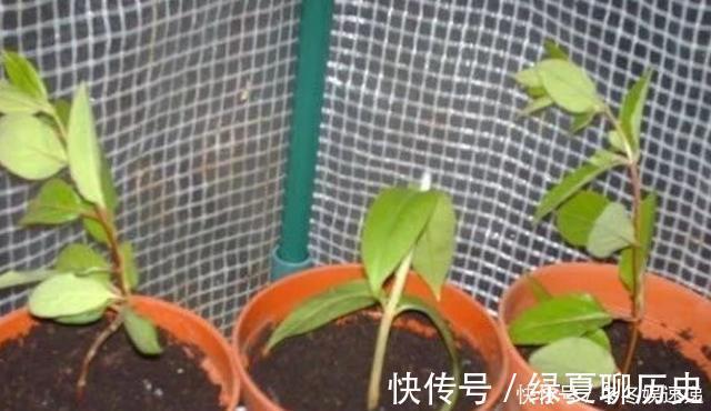光照|不会养花,就养这2种绿植,好养能吃花芳香,两年长成盆景