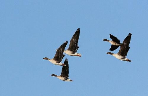 蒲桃酒|莫寒律诗21首:闲得此身无管领,半居梦里半人间