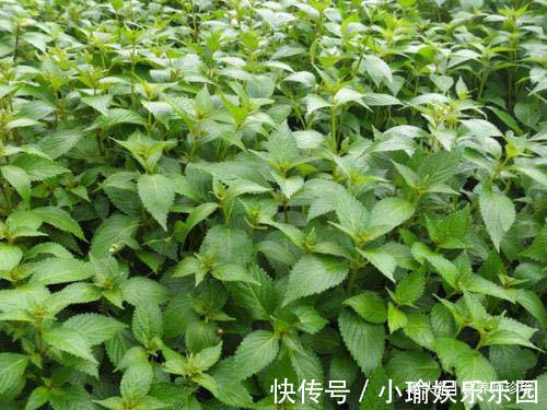 凉粉草|2种野草,若你还能见到,请好好珍惜,药用价值极高,可遇不可求