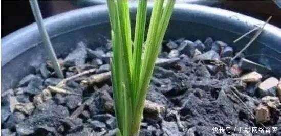  万万不能|吊兰、君子兰，万万不能用“它”养，否则第2天就黄叶、死掉