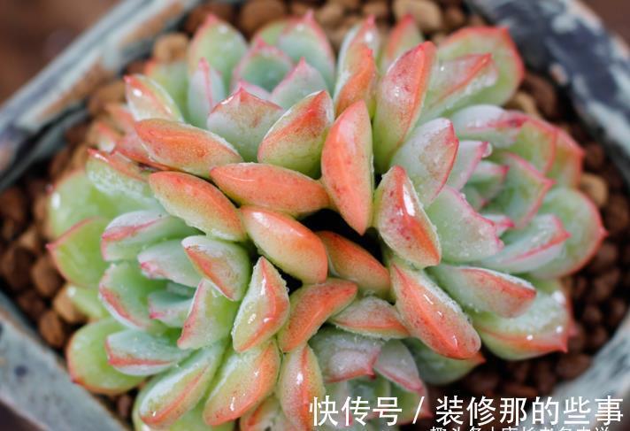 多肉莎莎女王——别人家的莎莎是女王,为啥你家的莎莎却像丫鬟?