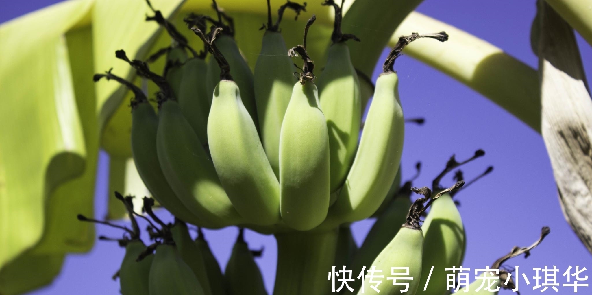 苹果|十大健康水果排行榜,第一名竟然是它,每天吃一个好处多