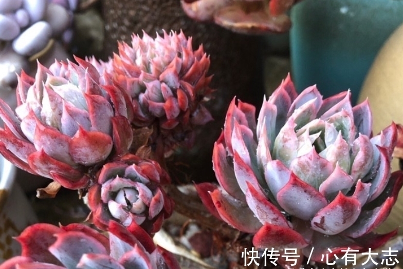 多肉|初冬养多肉,给它们来点“神仙水”,不但拍照好看,也不影响上色
