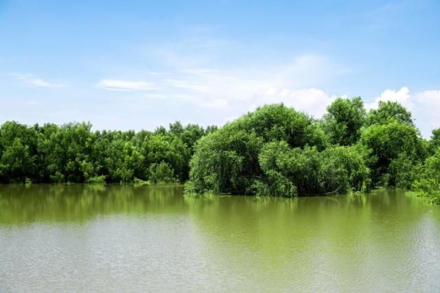 湿地在入海口是一种怎样的体验？一年四季都是美景，像是绿野仙踪