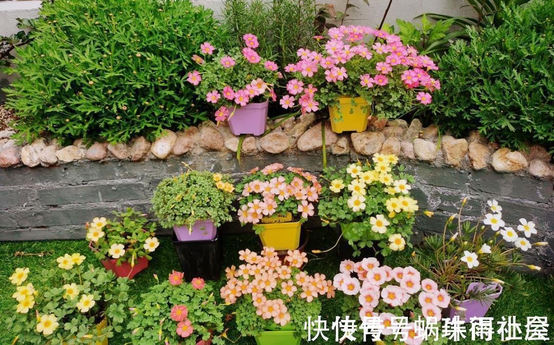 铃兰|30℃以上,10种花就先别养了,买一盆死一盆,别怪我没提醒你