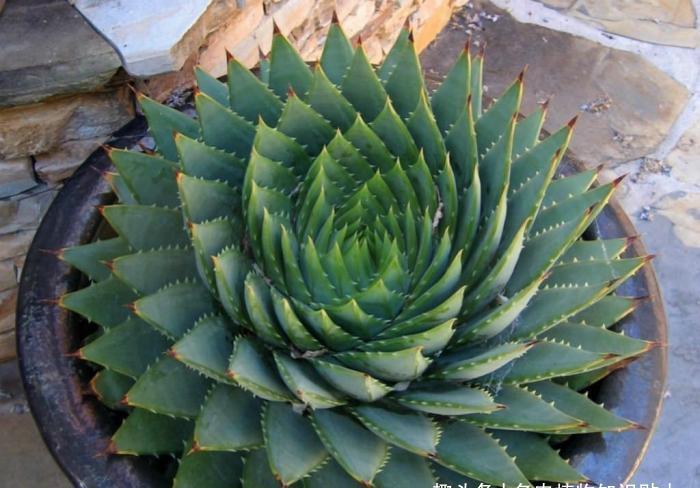 爱好者|漂亮的芦荟,多肉爱好者的进阶品种,你可别错过