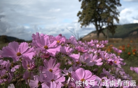 生肖|未来七天，迎来喜事，桃花开、日子红火的生肖