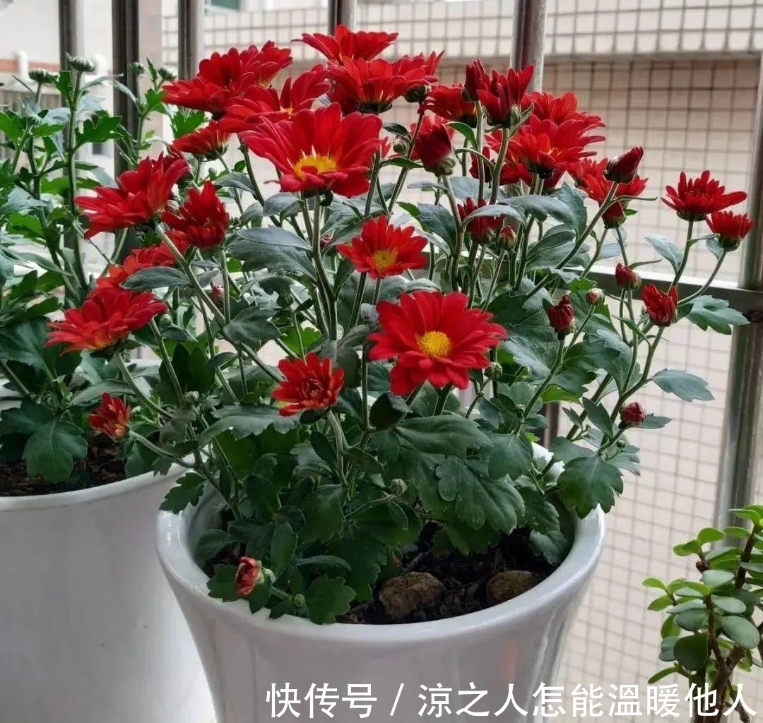 花苞|养的花一直不开花,主要是这6点做好,赶紧学起来