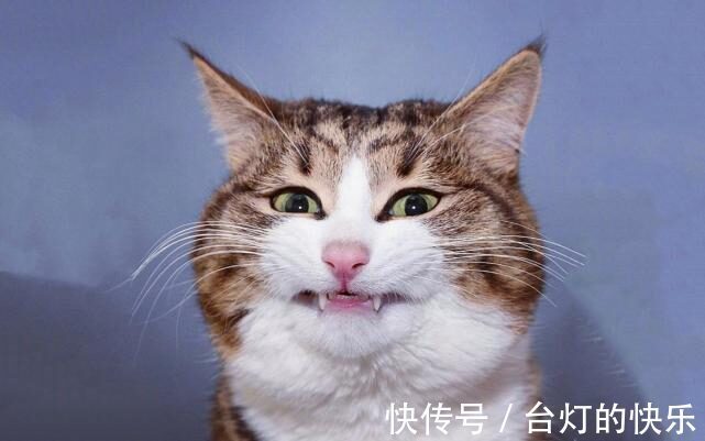 |幽默段子:昨晚吃完饭,带儿子在小区滑滑梯处玩!