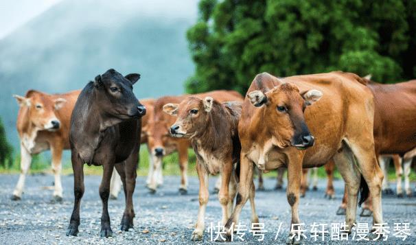 人生|属牛的人生在几月，2021年福缘深厚，旺人旺己，事业蒸蒸日上