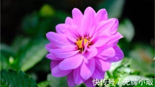 四种花常年开花易爆盆,颜值超高的,值得入手